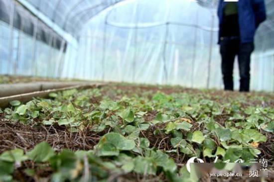 核桃之鄉(xiāng)覓良方 中草藥科技與產(chǎn)業(yè)升級的技術咨詢路徑