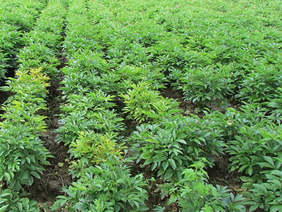 云南優(yōu)質(zhì)丹參種植與亳州印開中藥材技術咨詢