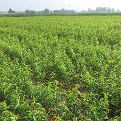 乾納瑞農(nóng)業(yè)科技 桃樹苗與中草藥科技融合的專業(yè)咨詢平臺