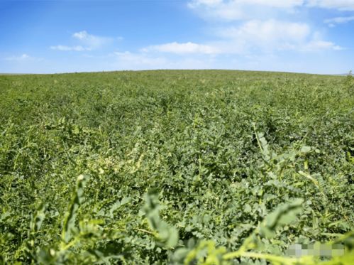 家庭農(nóng)場成農(nóng)民增收致富新亮點 中草藥科技引領鄉(xiāng)村振興