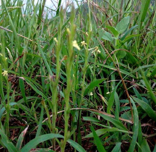 疳積草 被忽視的鄉(xiāng)野寶藏，中草藥科技領域的價值重塑