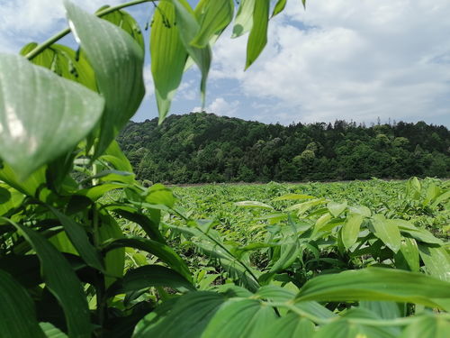 科研機構(gòu)與中醫(yī)藥產(chǎn)業(yè)聯(lián)姻 祁門縣以中草藥科技咨詢力促高質(zhì)量發(fā)展