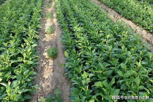 中藥材常見土傳病害防治與中草藥科技咨詢服務(wù)指南