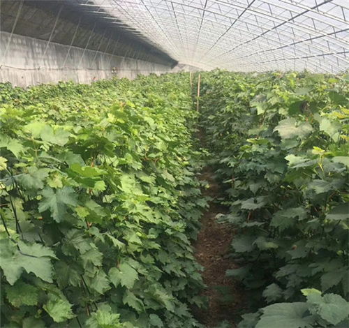 鐵嶺巨峰葡萄苗栽培技術(shù)與中草藥科技融合——豐華種苗售后技術(shù)指導(dǎo)與在線咨詢的價(jià)值