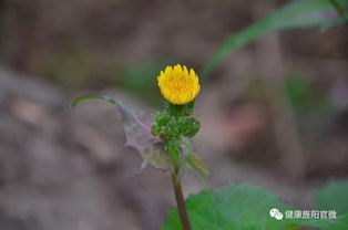 摸清中藥資源家底，深入發(fā)掘中藥精華 中草藥科技領(lǐng)域技術(shù)咨詢的使命與路徑