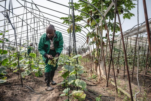攜手登高向新 萌綠中非現(xiàn)代化合作之路——聚焦中草藥科技領(lǐng)域的技術(shù)咨詢新機(jī)遇