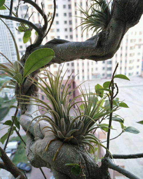 零成本打造精品中草藥盆栽 8個居家再生技能全攻略